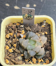 Load image into Gallery viewer, Haworthia variegated

