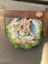 Load image into Gallery viewer, Ariocarpus fissuratus
