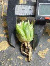 Load image into Gallery viewer, Haworthia variegated
