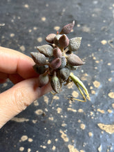 Load image into Gallery viewer, Adromischus marianiae herrei miniature
