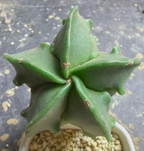 Load image into Gallery viewer, Astrophytum myriostigma cv. Onzuka f. tricostatum Fukuryiu
