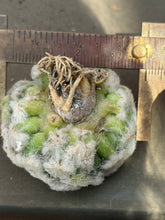 Load image into Gallery viewer, Mammillaria plumosa (Parachute form)
