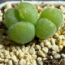 Load image into Gallery viewer, Gibbaeum pilosulum
