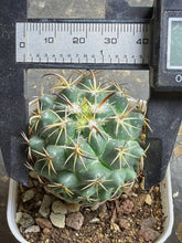 Load image into Gallery viewer, Coryphantha tripugionacantha
