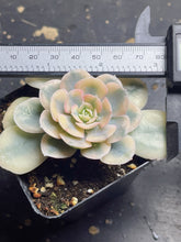Load image into Gallery viewer, Echeveria Runyonii variegate
