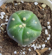 Load image into Gallery viewer, Astrophytum asterias Variegated
