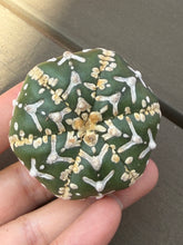 Load image into Gallery viewer, Astrophytum asterias 'Super Kabuto V-Type

