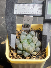 Load image into Gallery viewer, Haworthia variegated

