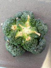 Load image into Gallery viewer, Ariocarpus Godzilla
