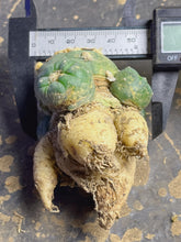 Load image into Gallery viewer, Lophophora peyote
