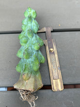 Load image into Gallery viewer, Boobie Cactus’ Myrtillocactus geometrizans 'Fukurokuryuzinboku'
