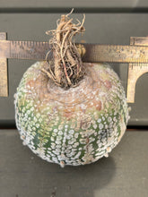 Load image into Gallery viewer, Astrophytum asterias 'Super Kabuto (big)
