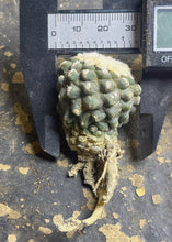 Load image into Gallery viewer, Copiapoa tenuissima
