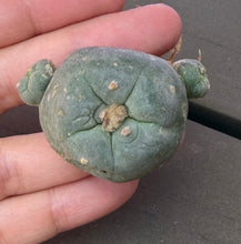Load image into Gallery viewer, Lophophora Fricii

