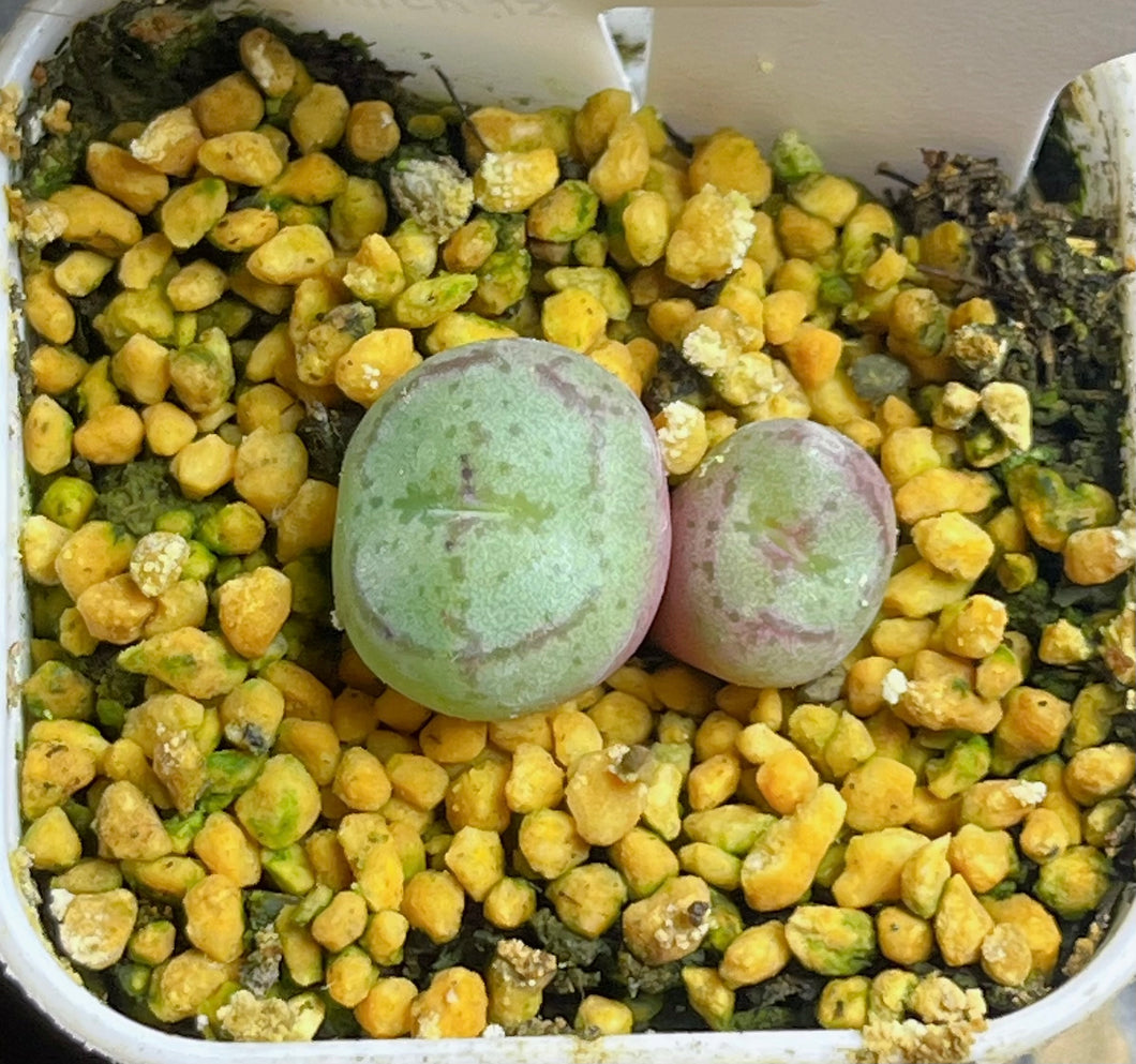 Conophytum ficiforme