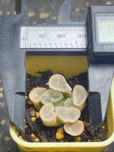 Load image into Gallery viewer, Haworthia maughanii variegated.
