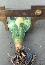 Load image into Gallery viewer, Astrophytum myriostigma variegated
