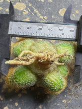 Load image into Gallery viewer, Parodia leninghausii
