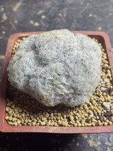 Load image into Gallery viewer, Mammillaria plumosa
