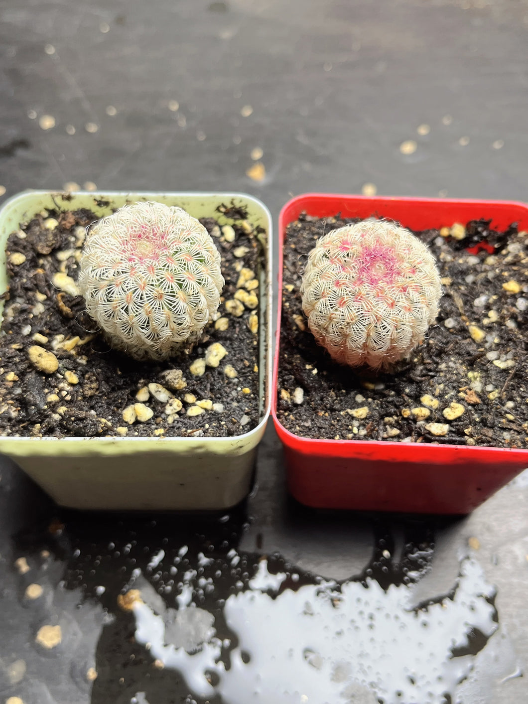 Echinocereus rigidissimus var.