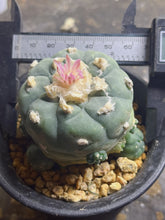 Load image into Gallery viewer, Lophophora peyote

