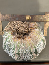 Load image into Gallery viewer, Astrophytum asterias 'Super Kabuto (big)
