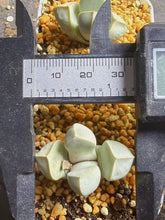 Load image into Gallery viewer, Lithops margaretae(each)
