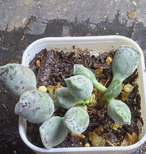Load image into Gallery viewer, Adromischus cooperi v. Festivus
