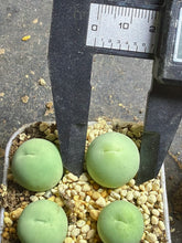 Load image into Gallery viewer, conophytum calculus(each)
