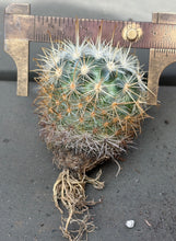 Load image into Gallery viewer, Mammillaria moelleriana
