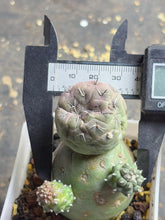 Load image into Gallery viewer, Tephrocactus geometricus
