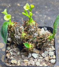 Load image into Gallery viewer, Euphorbia parvimedusae
