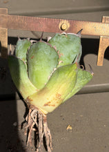 Load image into Gallery viewer, Agave titanota 'Black Whale'

