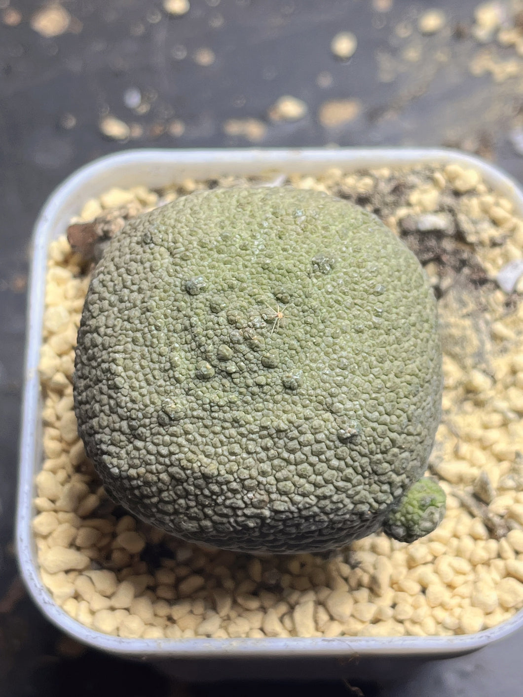 Pseudolithos cubiformis