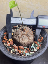Load image into Gallery viewer, Dioscorea elephantipes
