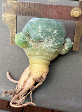 Load image into Gallery viewer, Lophophora Fricii
