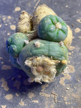 Load image into Gallery viewer, Lophophora peyote
