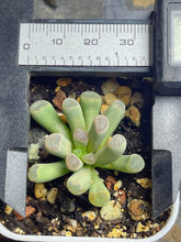 Load image into Gallery viewer, Frithia humilis
