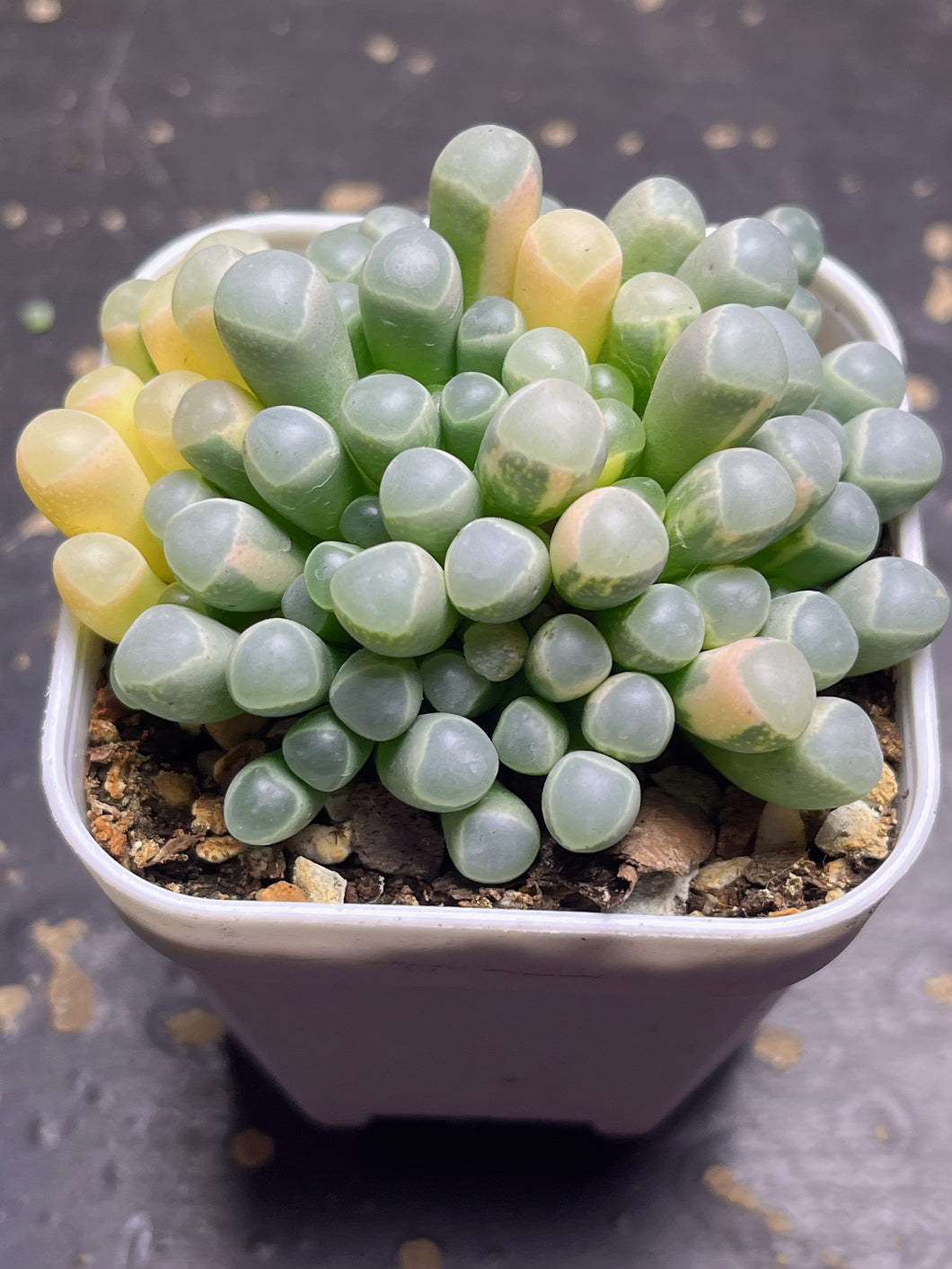 Fenestraria Rhopalophylla 