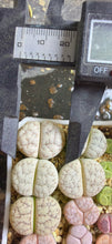 Load image into Gallery viewer, C374（Lithops gracilidelineata 'C374'）
