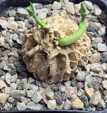 Load image into Gallery viewer, Matelea cyclophylla
