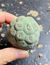 Load image into Gallery viewer, Tephrocactus geometricus
