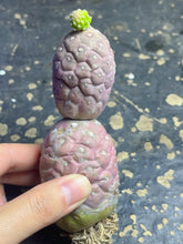 Load image into Gallery viewer, Tephrocactus geometricus
