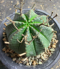 Load image into Gallery viewer, Euphorbia Meloformis subsp. Valida
