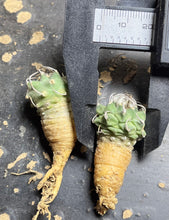 Load image into Gallery viewer, Turbinicarpus klinkerianus Huizache （each）

