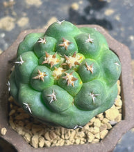 Load image into Gallery viewer, Coryphantha elephantidens
