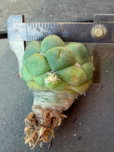 Load image into Gallery viewer, CORYPHANTHA ELEPHANTIDENS CV. INERMIS
