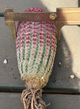 Load image into Gallery viewer, Echinocereus rigidissimus var.
