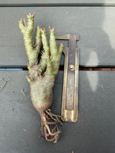 Load image into Gallery viewer, Othonna euphorbioide
