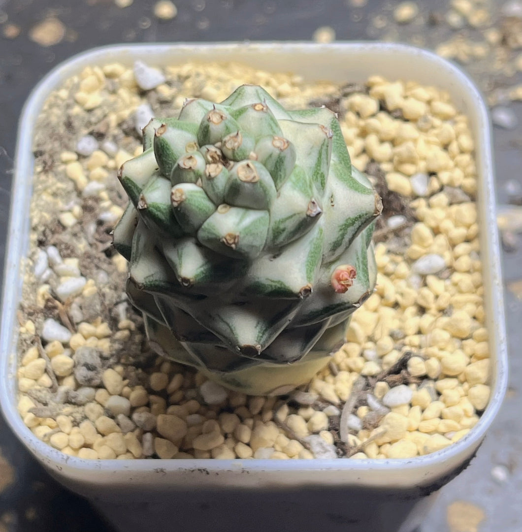 Monadenium ritchiei Variegated